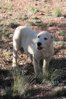 Barsa, a female Central Asian Shepherd for sale in Ash Fork, AZ – 5 of 9
