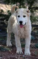 Jazmin, a female Central Asian Shepherd for sale in Ash Fork, AZ – 4 of 10