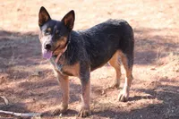 AKC Spark - TEXT FOR INFO (Wont respond to messages here), a female Australian Cattle Dog for sale in Ash Fork, AZ – 8 of 8