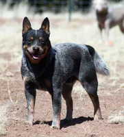 Sakura (AKC), a female Australian Cattle Dog for sale in Ash Fork, AZ – Photo 4 of 7