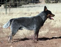Sakura (AKC), a female Australian Cattle Dog for sale in Ash Fork, AZ – Photo 5 of 7