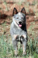 Sakura (AKC), a female Australian Cattle Dog for sale in Ash Fork, AZ – Photo 1 of 7