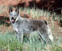 Sakura (AKC), a female Australian Cattle Dog for sale in Ash Fork, AZ – Photo 2 of 7