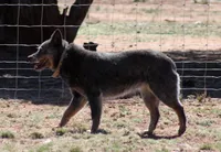 Sakura (AKC), a female Australian Cattle Dog for sale in Ash Fork, AZ – Photo 7 of 7