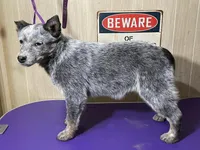 Sakura (AKC), a female Australian Cattle Dog for sale in Ash Fork, AZ – Photo 3 of 7