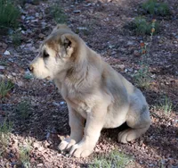 Kama, a female Central Asian Shepherd for sale in Ash Fork, AZ – 5 of 10