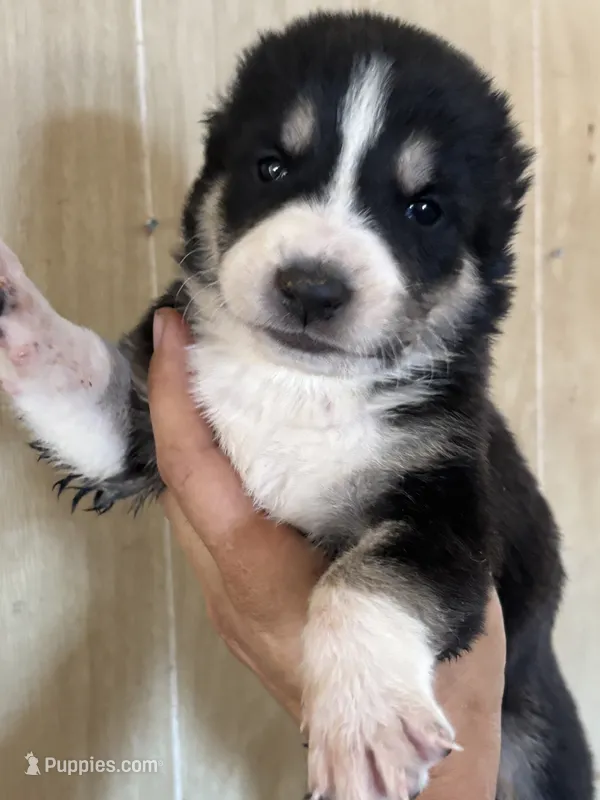 Nara – Central Asian Shepherd puppy for sale in Ash Fork, AZ