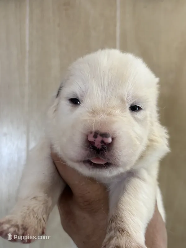 Naomi – Central Asian Shepherd puppy for sale in Ash Fork, AZ