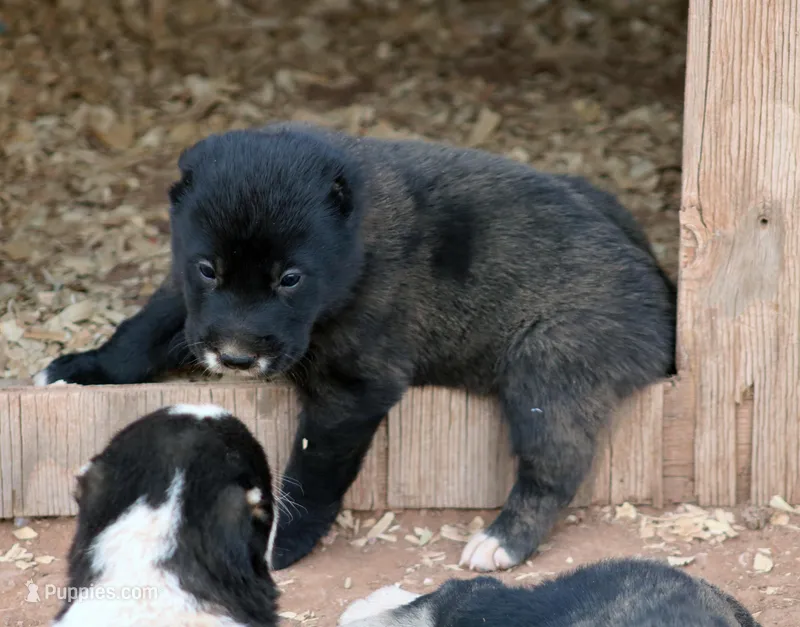 Lyalya – Central Asian Shepherd puppy for sale in Ash Fork, AZ