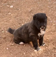 Lyalya, a female Central Asian Shepherd for sale in Ash Fork, AZ – 3 of 7