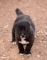 Lyalya, a female Central Asian Shepherd for sale in Ash Fork, AZ – 2 of 7