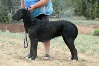 Lyalya, a female Central Asian Shepherd for sale in Ash Fork, AZ – 5 of 7