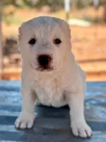 Nauz, a male Central Asian Shepherd for sale in Ash Fork, AZ – 2 of 6