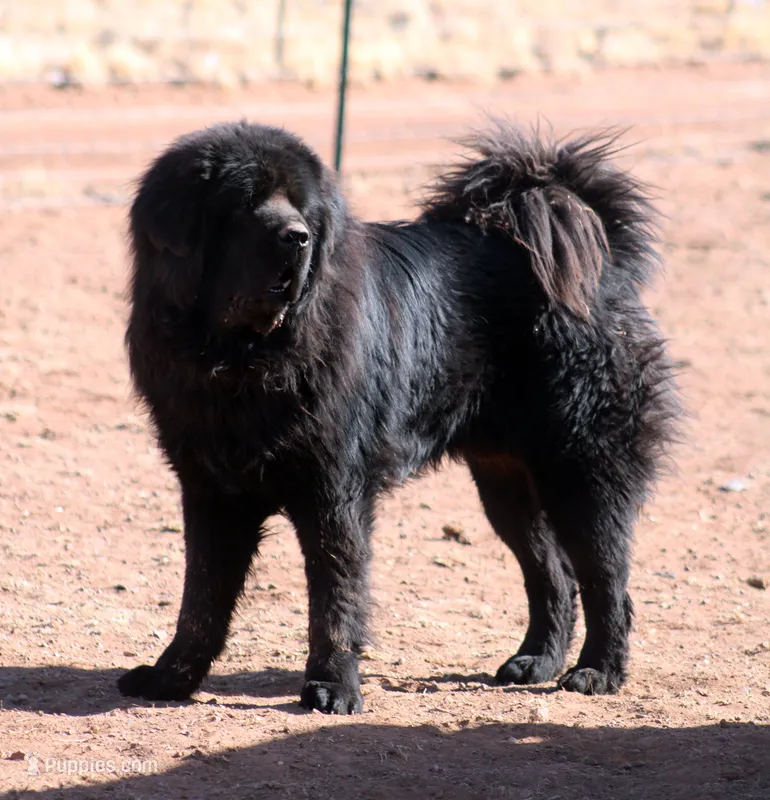 Tobias - TEXT FOR INFO (Wont respond to messages here) – Tibetan Mastiff puppy for sale in Ash Fork, AZ