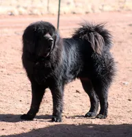Tobias - TEXT FOR INFO (Wont respond to messages here), a male Tibetan Mastiff for sale in Ash Fork, AZ – 1 of 6
