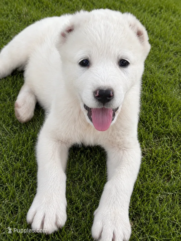 Nauz – Central Asian Shepherd puppy for sale in Ash Fork, AZ