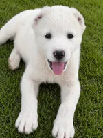 Nauz, a male Central Asian Shepherd for sale in Ash Fork, AZ – 1 of 6