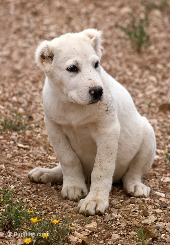 Naomi – Central Asian Shepherd puppy for sale in Ash Fork, AZ
