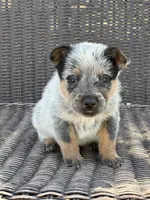 Liam, a male Australian Cattle Dog for sale in Ash Fork, AZ – 3 of 4