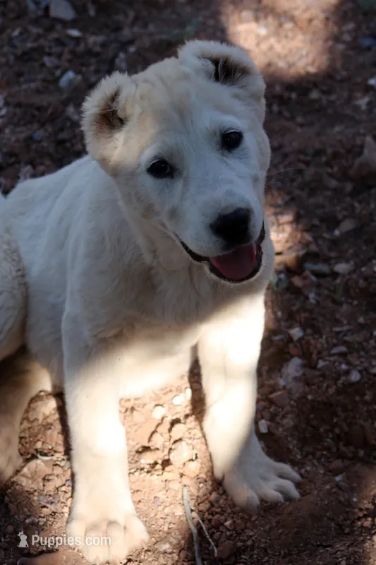 Barsa – Central Asian Shepherd puppy for sale in Ash Fork, AZ