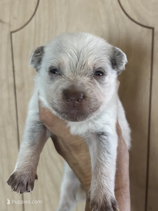 Lisa – Australian Cattle Dog puppy for sale in Ash Fork, AZ