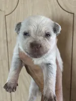 Lisa, a male Australian Cattle Dog for sale in Ash Fork, AZ – 1 of 1