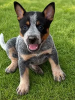 Soot, a male Australian Cattle Dog for sale in Ash Fork, AZ – 1 of 6