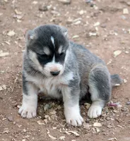 Ledi, a female Central Asian Shepherd for sale in Ash Fork, AZ – 2 of 8