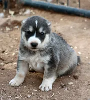 Ledi, a female Central Asian Shepherd for sale in Ash Fork, AZ – 1 of 8