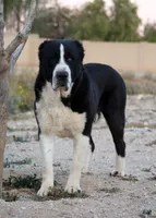 Ledi, a female Central Asian Shepherd for sale in Ash Fork, AZ – 7 of 8
