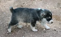 Ledi, a female Central Asian Shepherd for sale in Ash Fork, AZ – 4 of 8