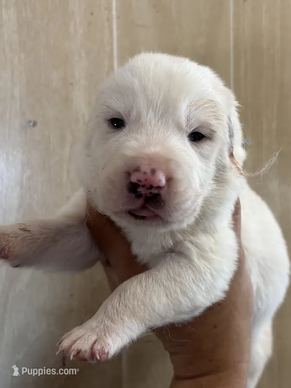 Nargul – Central Asian Shepherd puppy for sale in Ash Fork, AZ
