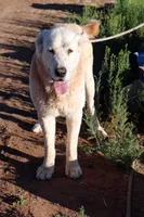Nauz, a male Central Asian Shepherd for sale in Ash Fork, AZ – 5 of 6