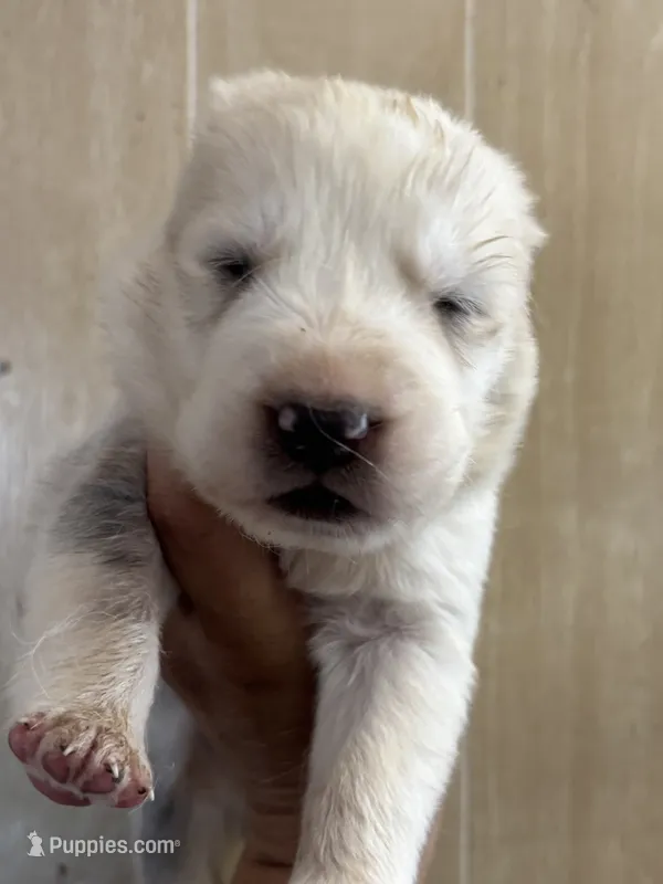 Noir – Central Asian Shepherd puppy for sale in Ash Fork, AZ