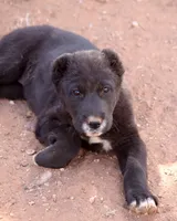 Lyalya, a female Central Asian Shepherd for sale in Ash Fork, AZ – 2 of 9