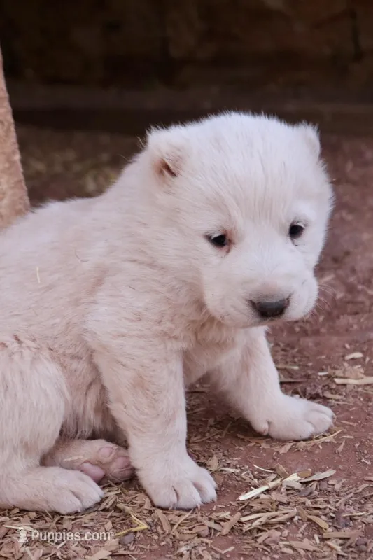 Baygush - TEXT TO INQUIRE – Central Asian Shepherd puppy for sale in Ash Fork, AZ