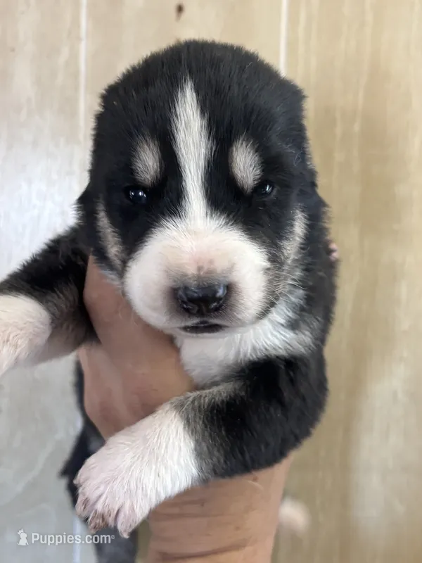 Nara – Central Asian Shepherd puppy for sale in Ash Fork, AZ
