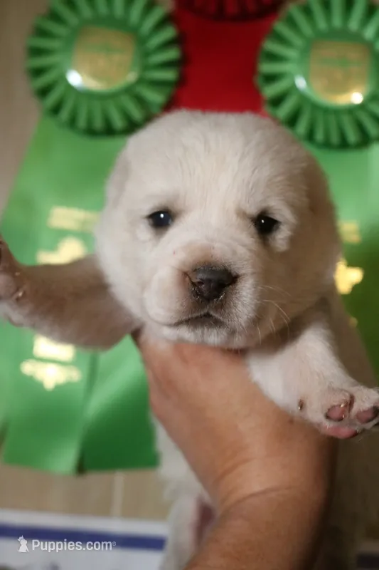 Prada – Central Asian Shepherd puppy for sale in Ash Fork, AZ