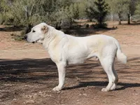 Prada, a female Central Asian Shepherd for sale in Ash Fork, AZ – 5 of 8