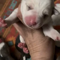 Aisha - TEXT TO INQUIRE, a female Central Asian Shepherd for sale in Ash Fork, AZ – Photo 9 of 9