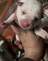 processed/0cead5de-3ba2-4245-b4ab-84300f790866/listing/a87e093f-51ee-41fc-9b85-a224de2654b2/0294af64-e35f-4754-b9ec-511e268b13d3