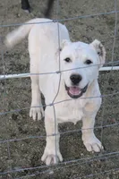 Aisha - TEXT TO INQUIRE, a female Central Asian Shepherd for sale in Ash Fork, AZ – Photo 4 of 8