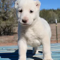 Aisha - TEXT TO INQUIRE, a female Central Asian Shepherd for sale in Ash Fork, AZ – Photo 4 of 9