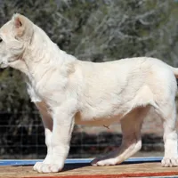 Aisha - TEXT TO INQUIRE, a female Central Asian Shepherd for sale in Ash Fork, AZ – Photo 3 of 9
