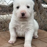 Aisha - TEXT TO INQUIRE, a female Central Asian Shepherd for sale in Ash Fork, AZ – Photo 7 of 9