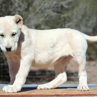 Aisha - TEXT TO INQUIRE, a female Central Asian Shepherd for sale in Ash Fork, AZ – Photo 2 of 9