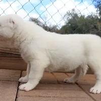 Aisha - TEXT TO INQUIRE, a female Central Asian Shepherd for sale in Ash Fork, AZ – Photo 6 of 9
