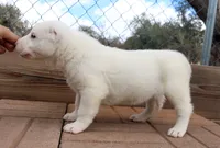 processed/0cead5de-3ba2-4245-b4ab-84300f790866/listing/a87e093f-51ee-41fc-9b85-a224de2654b2/721790b2-043d-4e3e-9e28-d18ef97f47bc