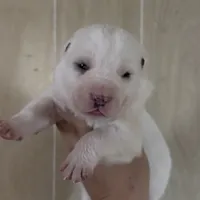 Aisha - TEXT TO INQUIRE, a female Central Asian Shepherd for sale in Ash Fork, AZ – Photo 8 of 9