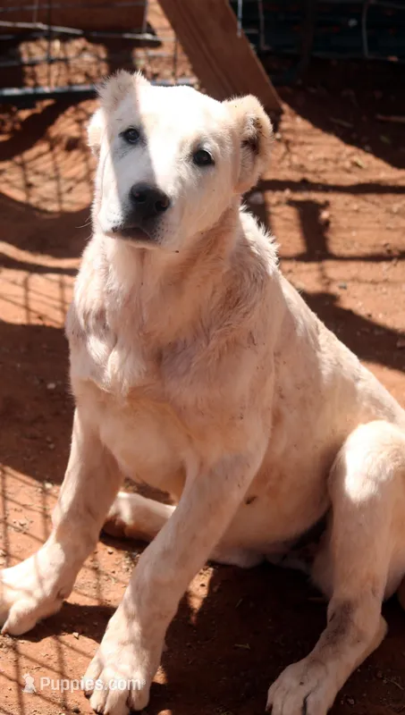 Aisha - TEXT TO INQUIRE – Central Asian Shepherd puppy for sale in Ash Fork, AZ